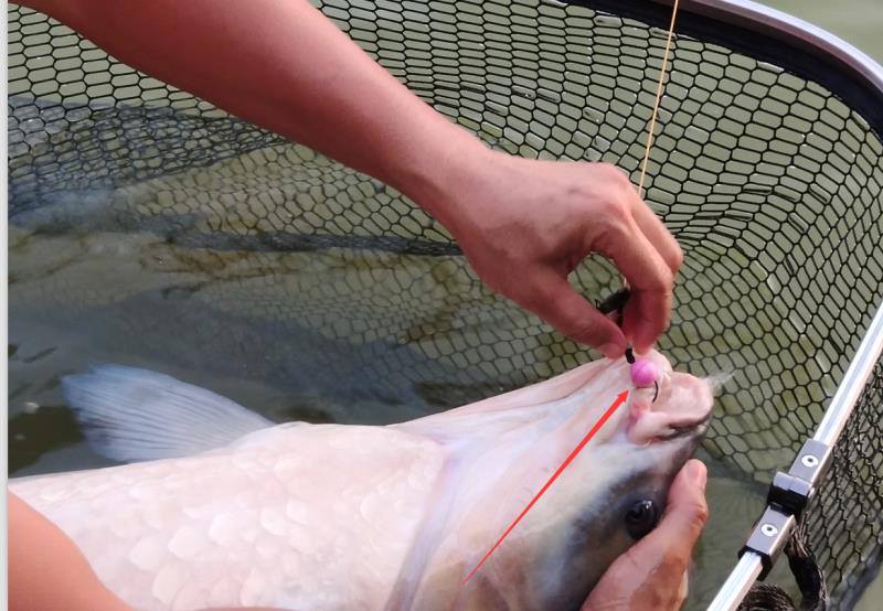 Lucana Carp Bead Beads Floats Lucana Cabral Outdoors