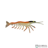 Jhinga Shrimp | 100mm-125mm | 7g-11g  Shrimp  Scaless  Cabral Outdoors  