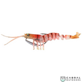 Savage Gear 3D Manic Shrimp | Pack of 1 | Size: 2.5"-5"  Shrimp  Savage Gear  Cabral Outdoors  