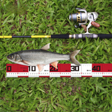 Measure Mat Fishing Tackle Ruler | 65cm  Measure Mat  Cabral Outdoors  Cabral Outdoors  