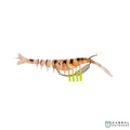 Hawas Live Action Shrimp | Size: 13cm | 16g | 2pcs/pk  Shrimp  Hawas  Cabral Outdoors  