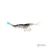 Jhinga Shrimp | 100mm-125mm | 7g-11g  Shrimp  Scaless  Cabral Outdoors  